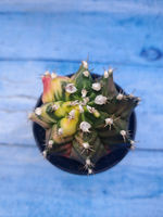 Gymnocalycium Variegata (Гимнокалициум Вариегатный)