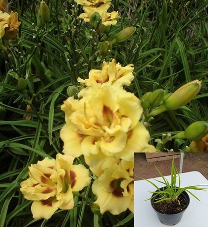 Лилейник Литл Мисс Манерс, на горшке С2(2л)