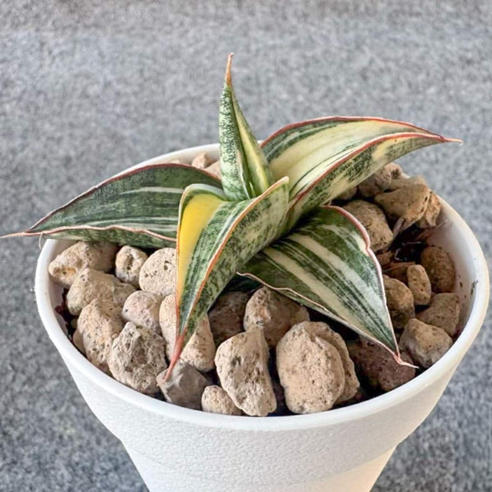 Сансевиерия BLUE CLONE VAR