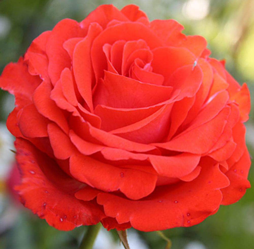 Роза Анжелика (чайно-гибридная) (лососево-оранжевая)