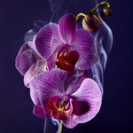 Lancome Tresor La Nuit парфюмерная вода женская