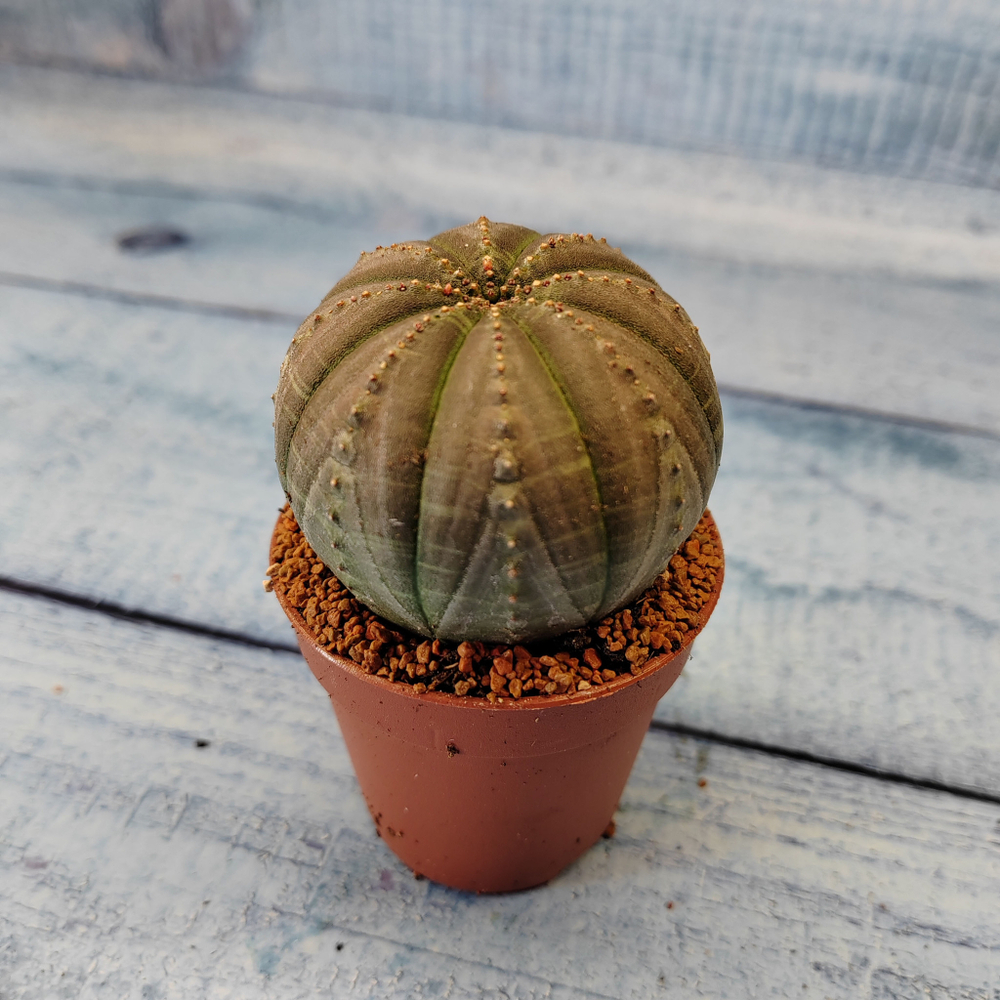 Euphoria Obesa (Эуфорбия)