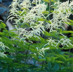 Волжанка двудомная "Horatio". Aruncus dioicus "Horatio".