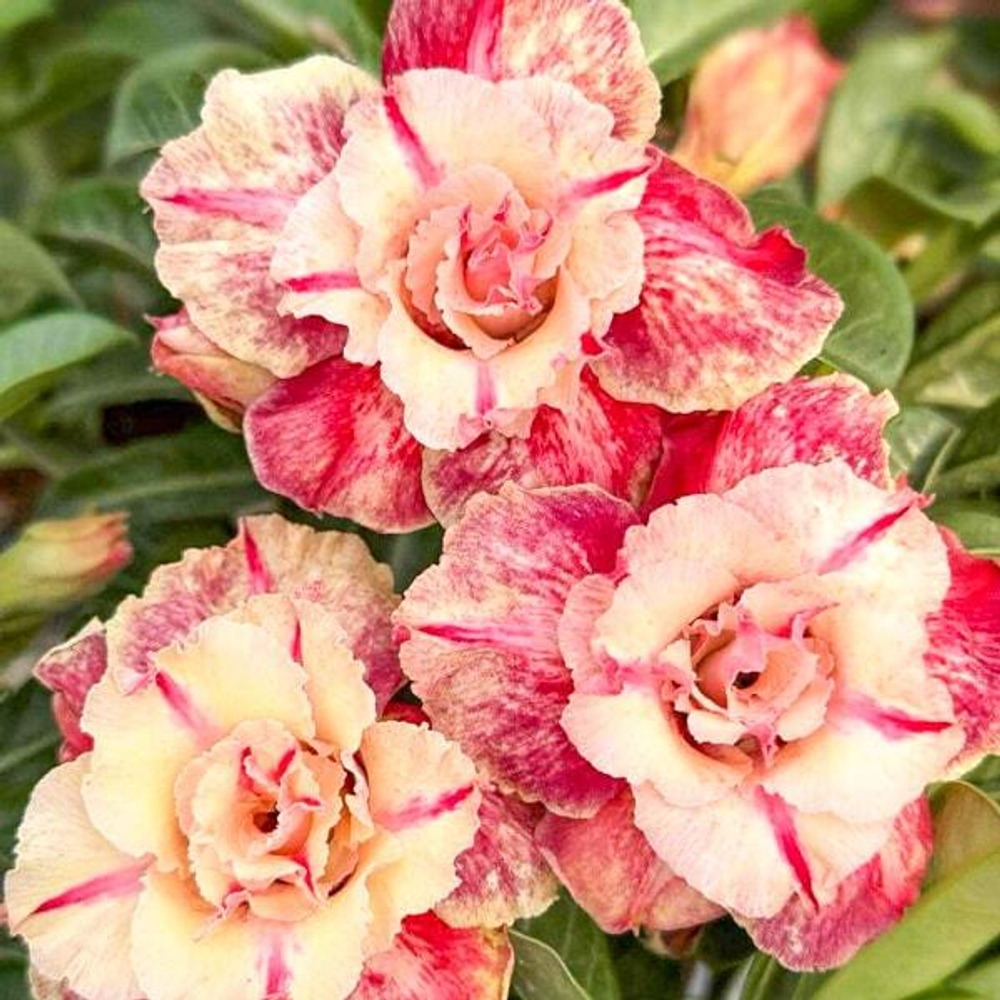 Адениум ONG YING