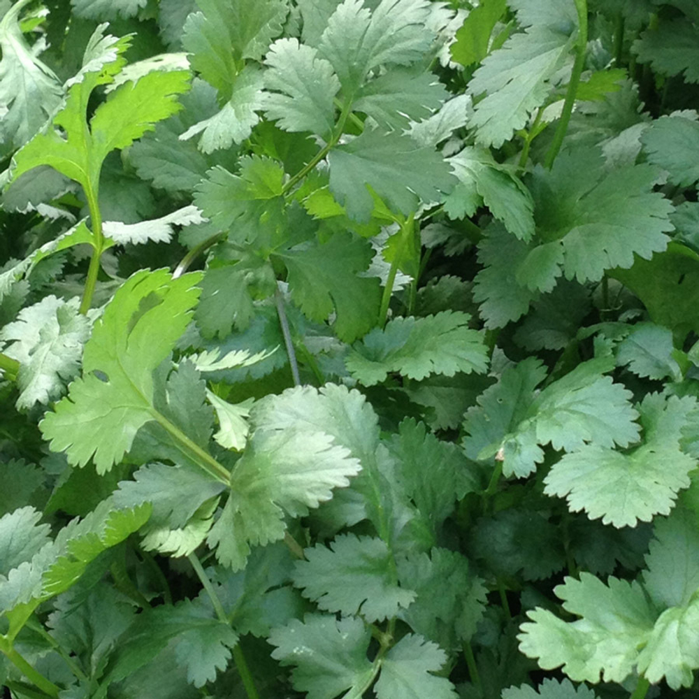 Санто семена кориандра (Sakata / Саката)