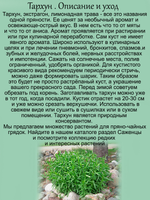 Тархун экстрагон лимонадная трава многолетник