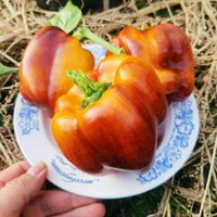 Перец Смуглянка Золотая - Smudge Gold Pepper