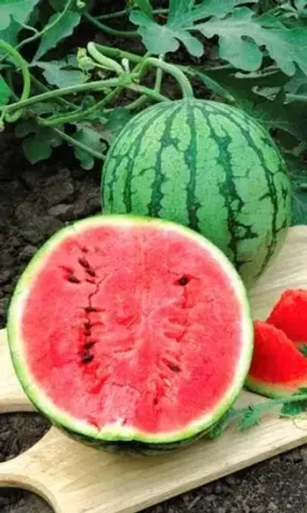 Арбуз Землянин УрДачник