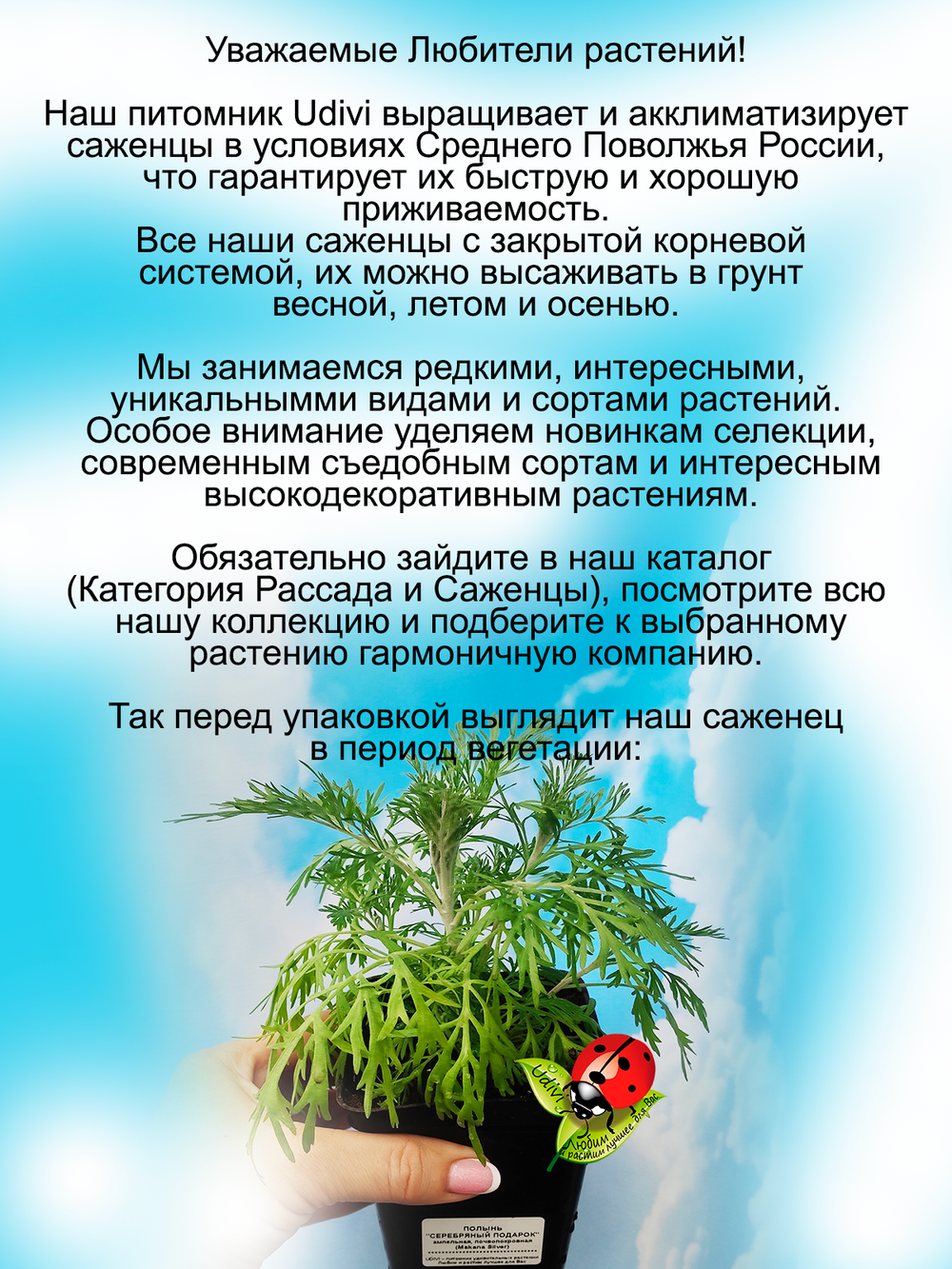 Полынь Серебряный Подарок ампельная Макана Сильвер