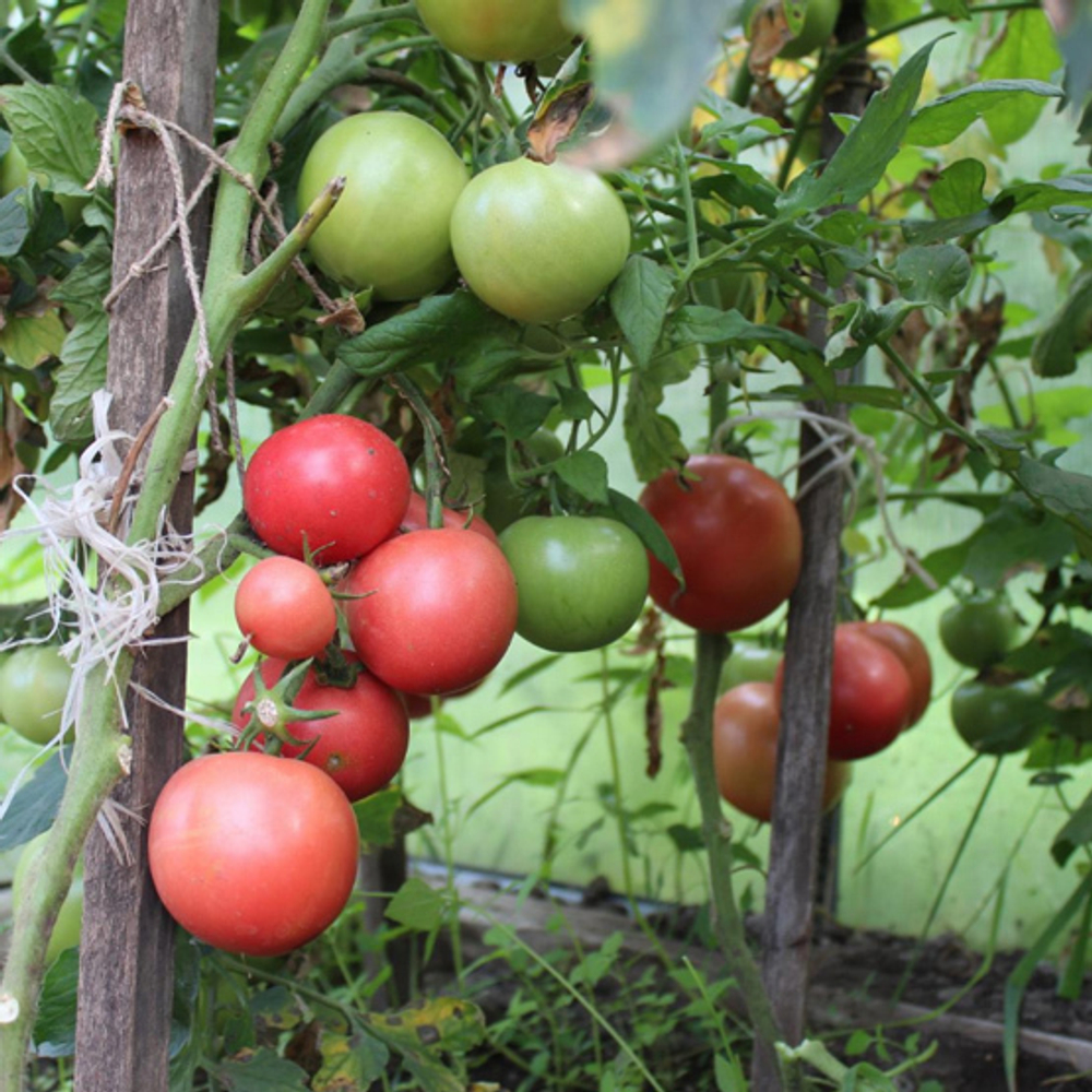 Пинк Буш F1 семена томата детерминантного (Sakata / Саката)