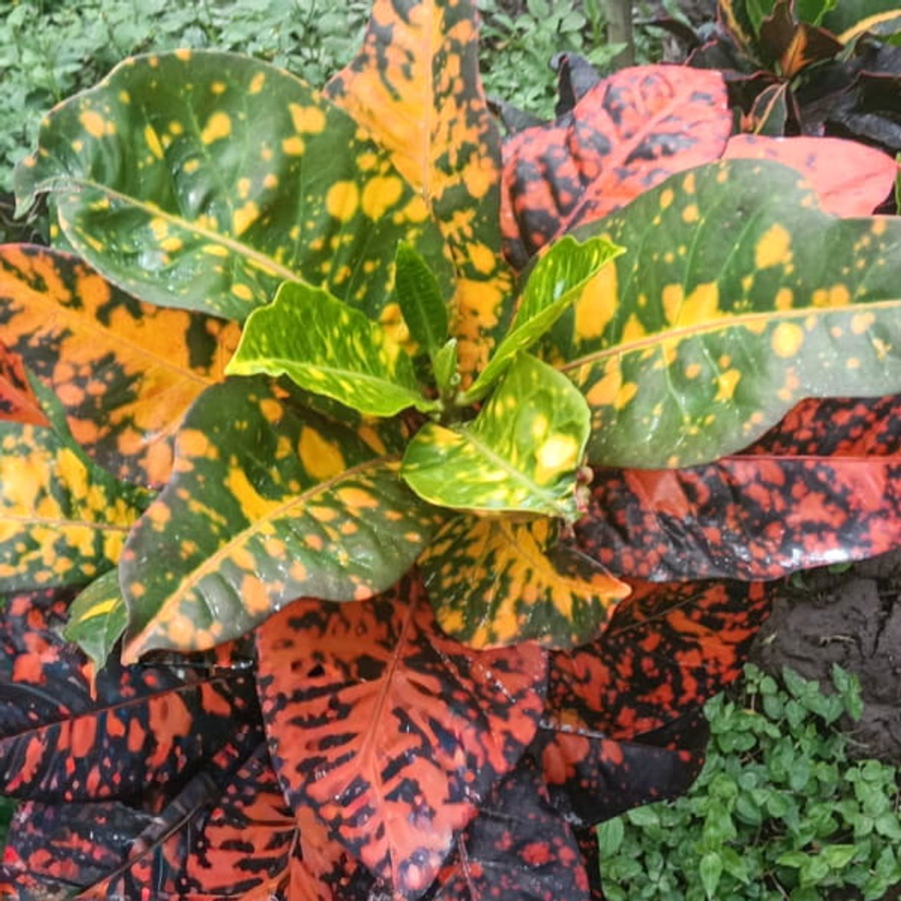 Кротон MADUKARA