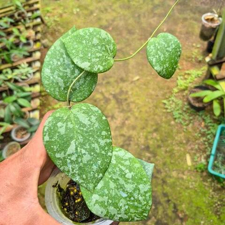 Хойя CINNAMOMIFOLIA X IMBRICATA