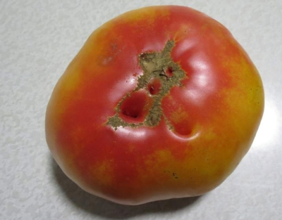 ЗАГАДКА ПРИРОДЫ