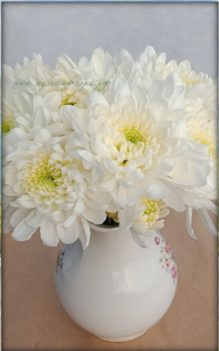 Хризантема кустовая Zembla white ☘ к.58   (отгрузка  Сентябрь)