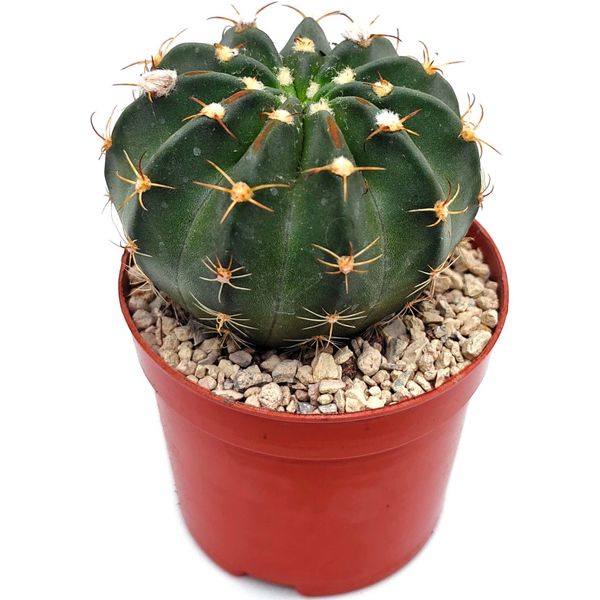 Гимнокалициум (Gymnocalycium sp.)