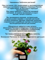 Бакопа Фиолетовый Гулливер ампельная