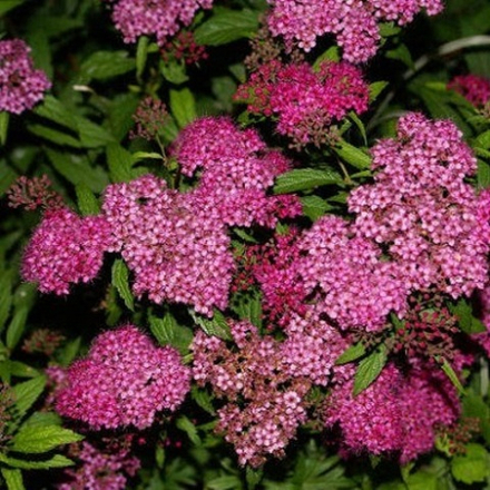 Спирея японская Фробели С5 40-60