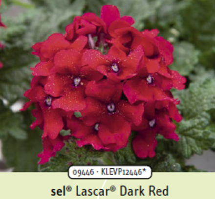 ЕВРО Вербена Lascar Dark Red укорененный черенок ОКС начало декабря