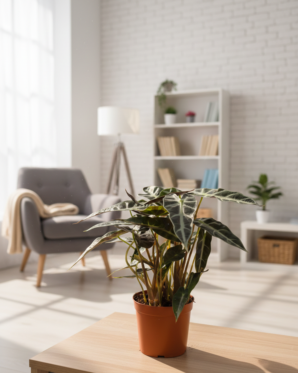 Алоказия Magic Mirror д.12