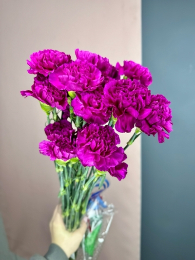 Диантусы Одноголовые❤️