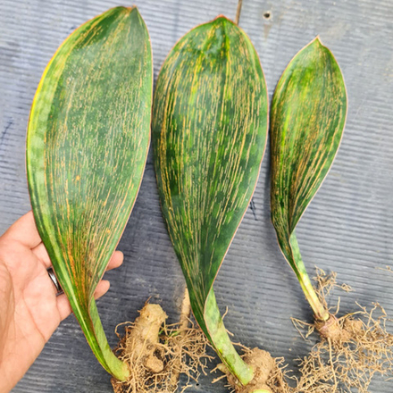 Сансевиерия MASONIANA BURIK