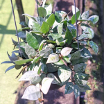 Хойя LACUNOSA SILVER / KRONIANA SILVER