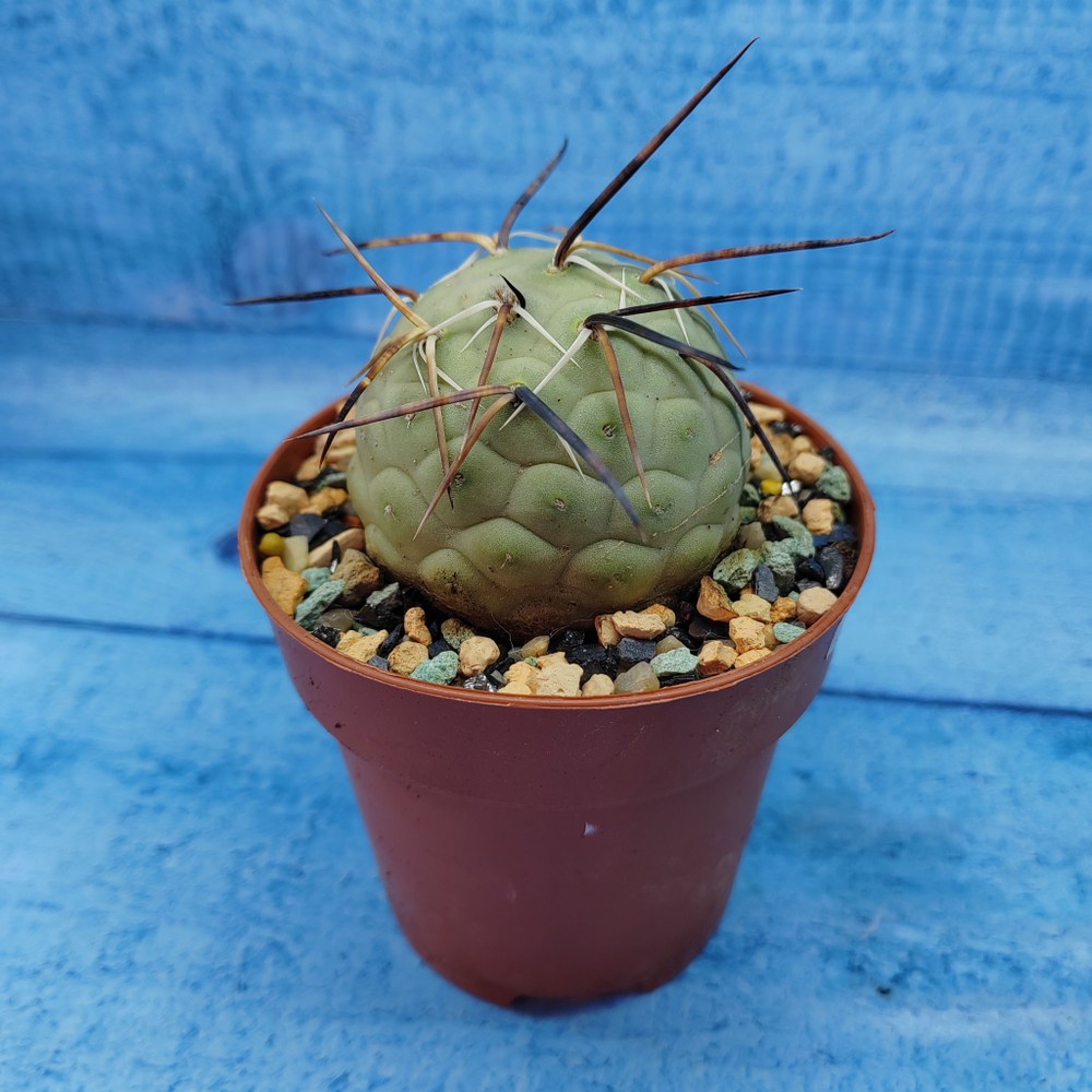 Tephrocactus Geometricus (Тефрокактус)