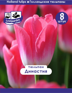 Тюльпан Луковица, Династия 8шт