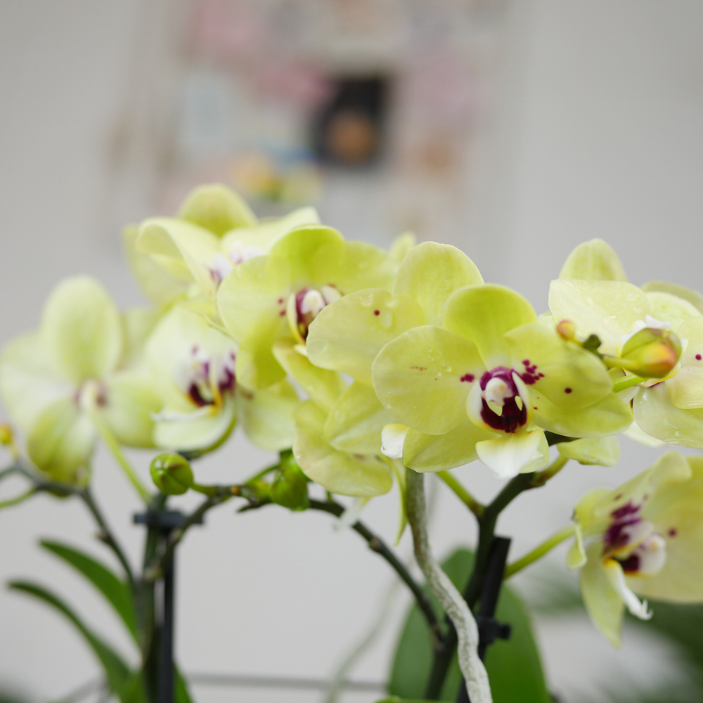 Готовый флорариум с орхидеей Лайм Икос L с озером