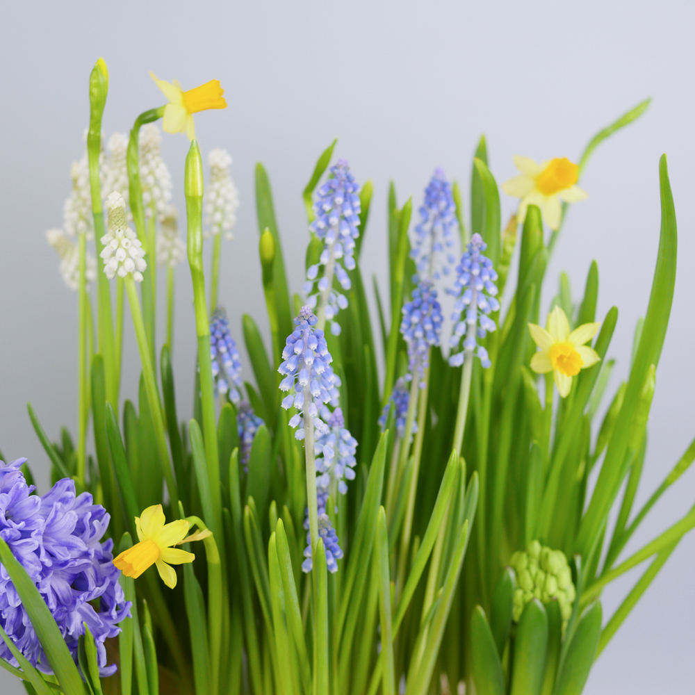 Композиция с первоцветами Брёвна L