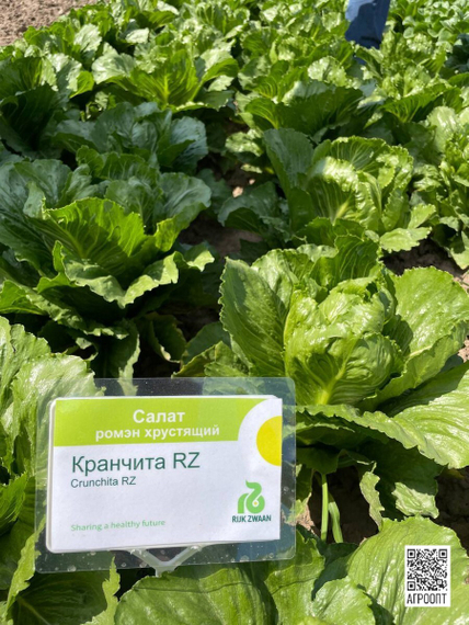Кранчита семена салата ромэн (Rijk Zwaan / Райк Цваан) в поле – фото 18
