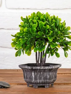 Бонсай в горшке "Листья фикуса" 11х21 см