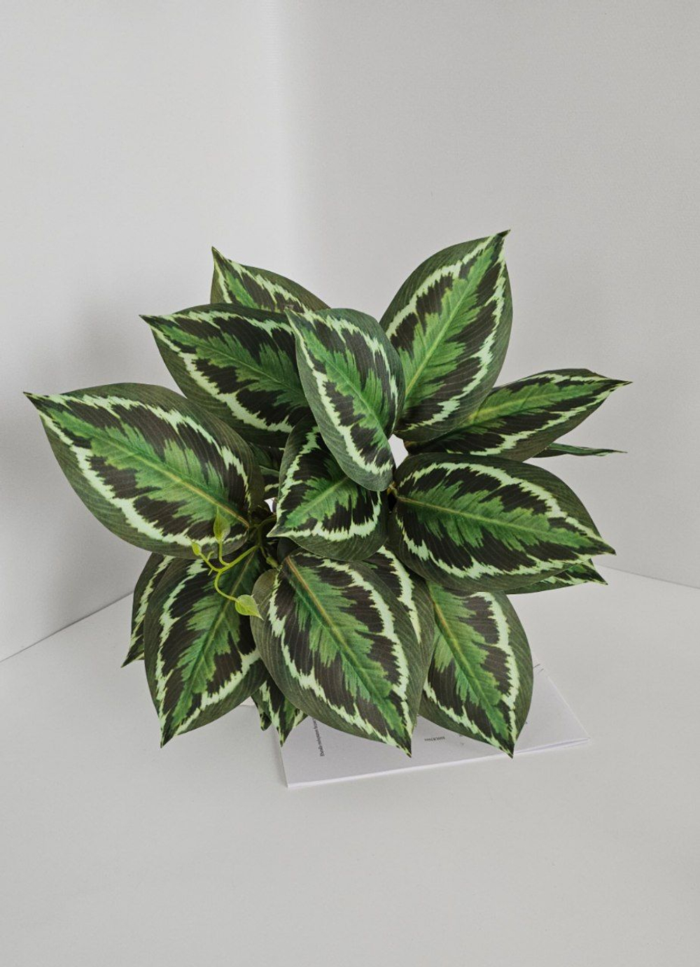 Калатея свисающая / Арт 6372