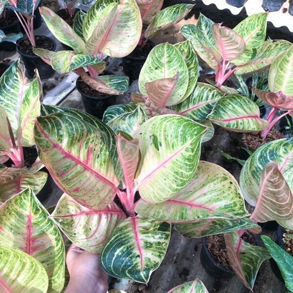 Аглаонема MOONLIGHT