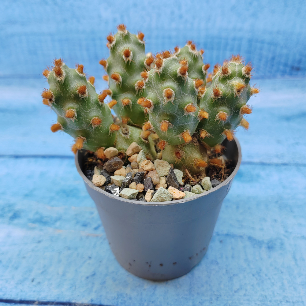 Tephrocactus Molinensis Red Glochids (Тефрокактус)
