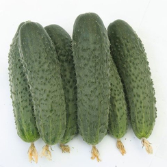 Атаман F1 семена огурца партенокарпического (Гавриш)