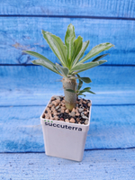 Pachypodium Saundersii (Пахиподиум)