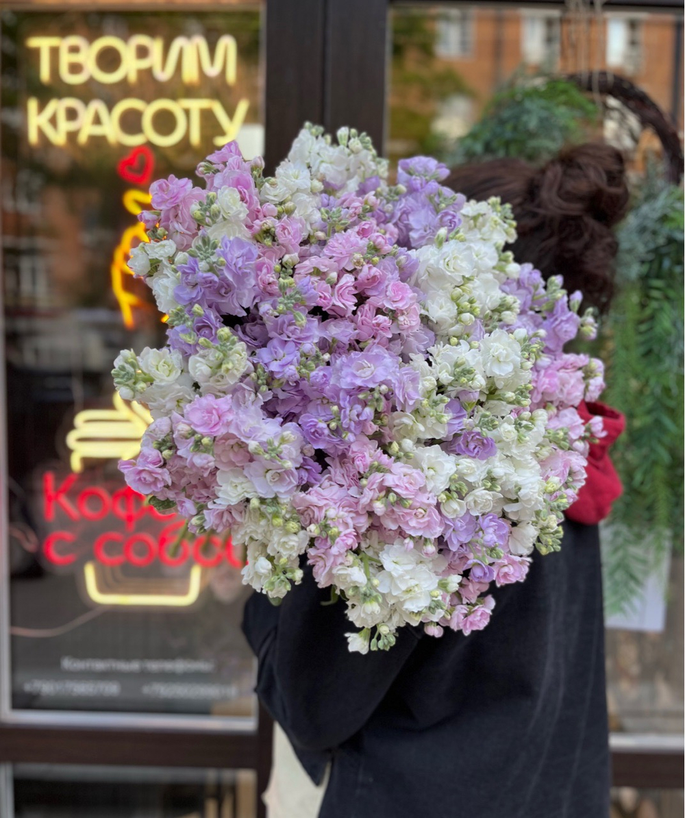 Матиола Эквадор кустовая