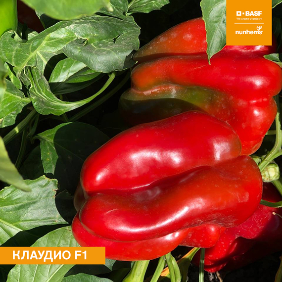 КЛАУДИО F1 семена перца сладкого (Nunhems | Alexagro) – фото 3