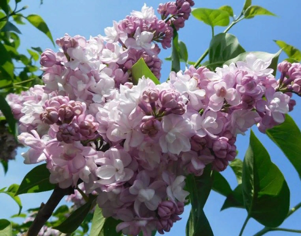 Сирень "КРАСАВИЦА МОСКВЫ"