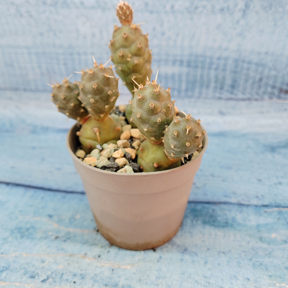 Tephrocactus Articulatus (Тефрокактус)