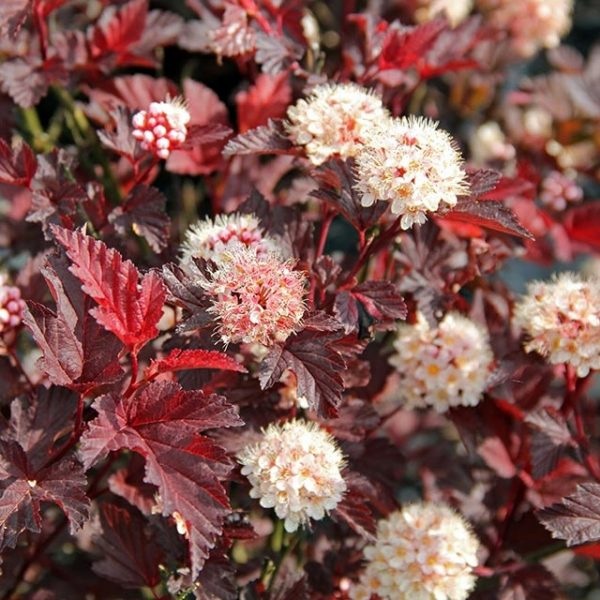 Пузыреплодник "ЛЕДИ ИН РЕД"