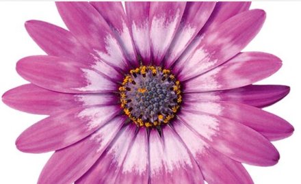 Остеоспермум Flower Power Lavender Feather ЕВРО ОКС укорененный черенок