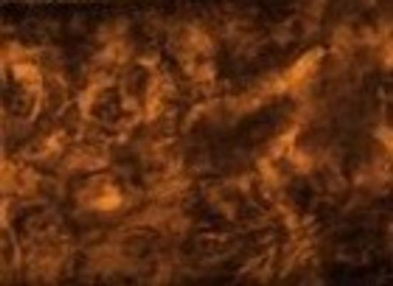 корень глянец