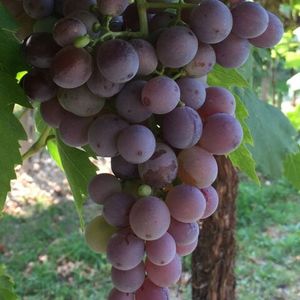Молинара (Molinara) - красный сорт винограда