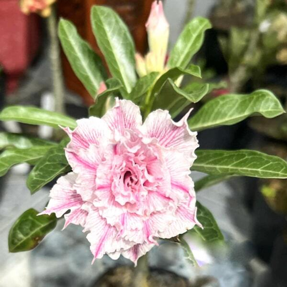 Адениум KHAMO MAI