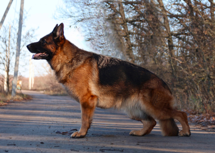 Мать: GOLDENE BIENENSTOCK ADALIN