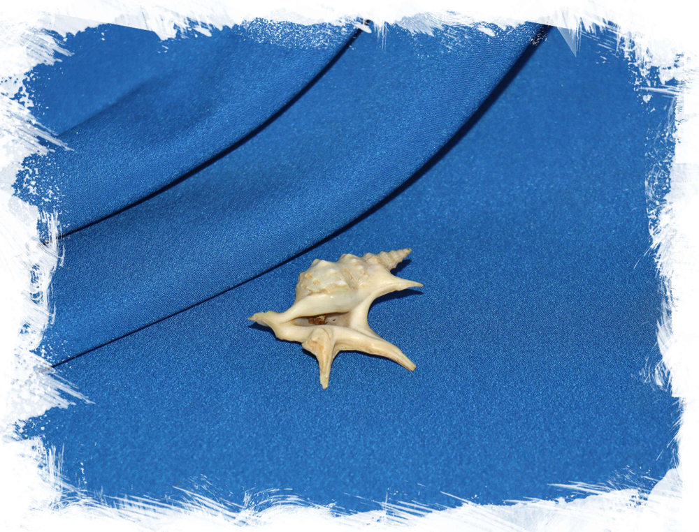 Пеликанья нога (Aporrhais pespelecani)