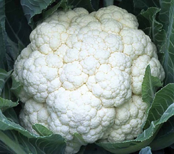 СВ 5818 F1 семена капусты цветной (Seminis / Семинис)