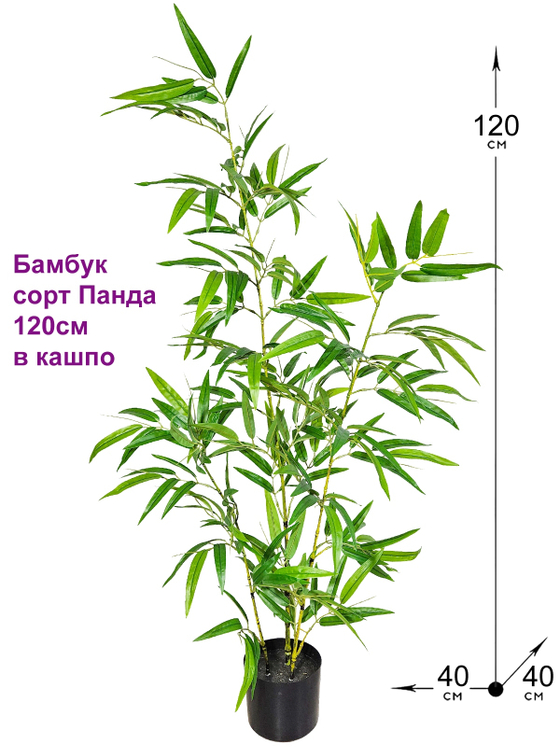 Бамбук растение 120см Панда в кашпо